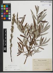 Foto von Salix viminalis L.